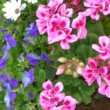 Bed & Breakfast Ashfield House Cong