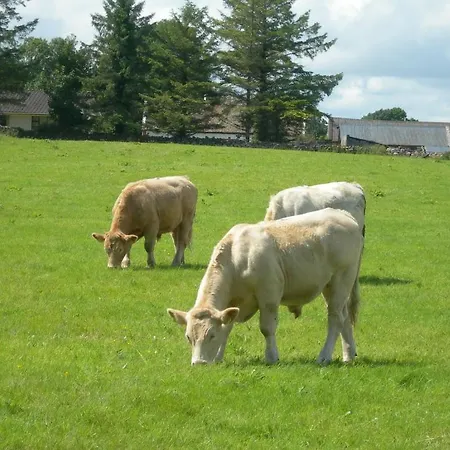 Ashfield House Bed & Breakfast