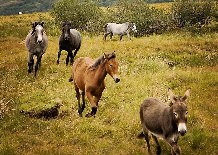 Bed & Breakfast Ashfield House